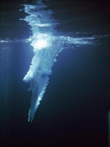 Twelve divers