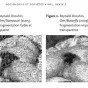 L’oeuvre négociée : sociologie de l’expérience du Net art et de ses dispositifs de médiation