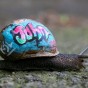 Escargot