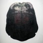 Tortue