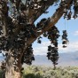Shoes tree